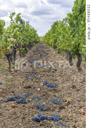 Reduction of ripening grapes to produce highest quality wines in Bordeaux, France 95488032