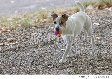 Dog with ball playing with children 95488034