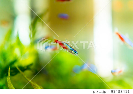 優雅に泳ぐ水中の熱帯魚～ネオンテトラ 95488411