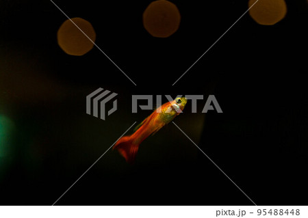 優雅に泳ぐ水中の熱帯魚~グッピー 優雅に泳ぐ水中の熱帯魚~グッピー 95488448