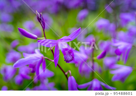 春の野原に咲いた色鮮やかな紫蘭の花 春の野原に咲いた色鮮やかな紫蘭の花 95488601