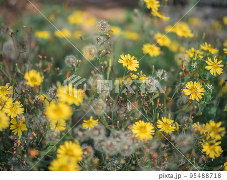 花 フラワー お花 95488718
