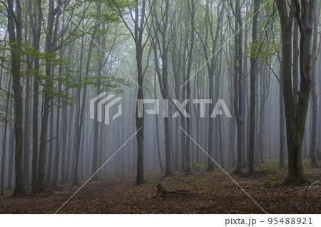 Spring beech forest in White Carpathians, Southern Moravia, Czech Republic Spring beech forest in White Carpathians, Southern Moravia, Czech Republic 95488921