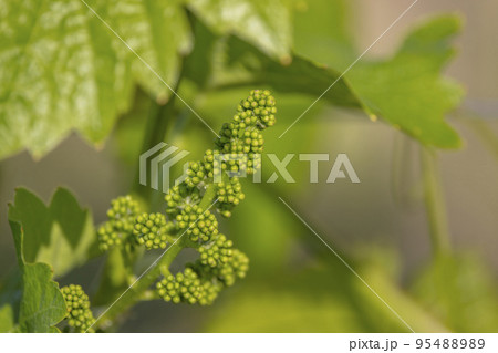 close up of young grapevine 95488989