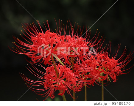 《茅ヶ崎市・寒川町》彼岸花の接写 95489170
