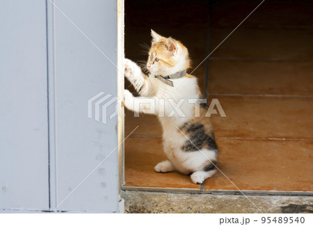 portrait of playing kitten behind the window portrait of playing kitten behind the window 95489540