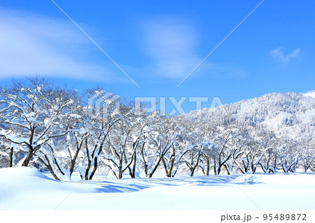 冬の皿川堤防・桜並木の雪景色 冬の皿川堤防・桜並木の雪景色 95489872