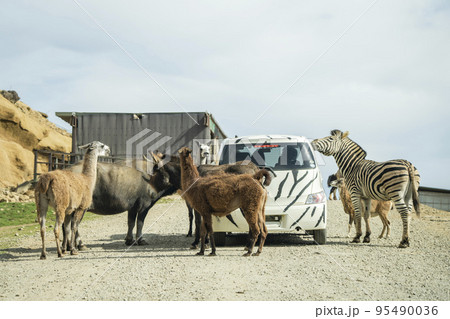サファリパークの風景　動物に囲まれる車　福島県二本松市 95490036