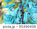 ヒスイカズラ 95490406