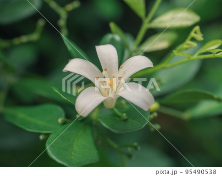 花 フラワー お花 95490538