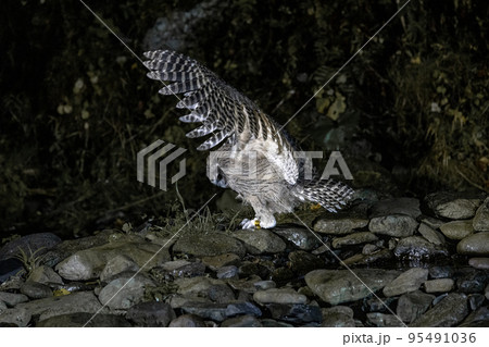 【北海道･知床】絶滅危惧種・狩猟するシマフクロウ 95491036