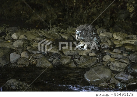 【北海道･知床】絶滅危惧種・狩猟するシマフクロウ 95491178