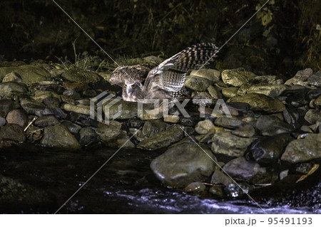 【北海道･知床】絶滅危惧種・狩猟するシマフクロウ 95491193