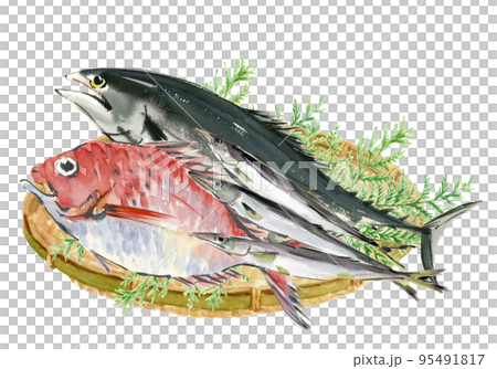 水彩で描いたザルに盛ったカツオ、タイ、カマスのイラスト 白バック 95491817