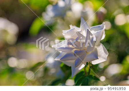 陽の光に透過する白いバラ（ホワイトマドンナ） 95491950