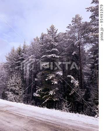 Beginning of winter. First snow on tree branches along road. Studio Photo 95491979