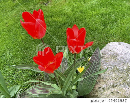 Red garden tulips growing on green lawn. Studio Photo Red garden tulips growing on green lawn. Studio Photo 95491987