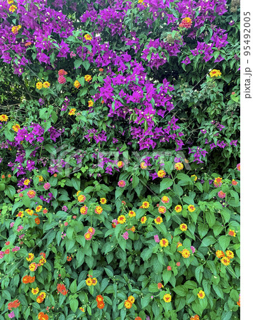 Bougainvillea blooming with pink flowers. Studio Photo Bougainvillea blooming with pink flowers. Studio Photo 95492005