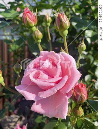 Beautiful roses in summer garden. Studio Photo Beautiful roses in summer garden. Studio Photo 95492100