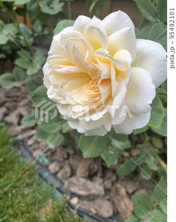 Beautiful roses in summer garden. Studio Photo Beautiful roses in summer garden. Studio Photo 95492101