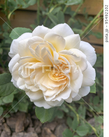 Beautiful roses in summer garden. Studio Photo Beautiful roses in summer garden. Studio Photo 95492102