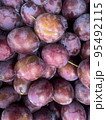 Fruit background,texture of garden plums. Studio Photo 95492115
