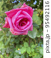 Beautiful roses in summer garden. Studio Photo 95492116