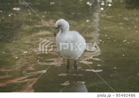 一人遊びするフラミンゴのヒナ(ふ化後26日) 一人遊びするフラミンゴのヒナ(ふ化後26日) 95492486