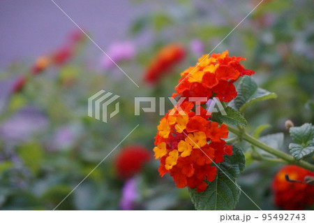 ≪花≫ 赤とオレンジの小さな花が集まったランタナの写真素材 