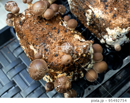 シイタケの栽培 95492754