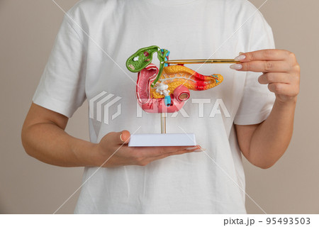 woman doctor pointing a pancreas mockup woman doctor pointing a pancreas mockup 95493503
