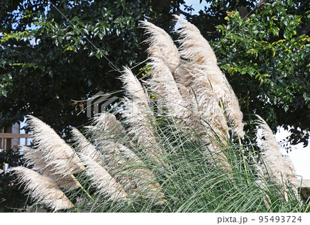 パンパスグラス 95493724