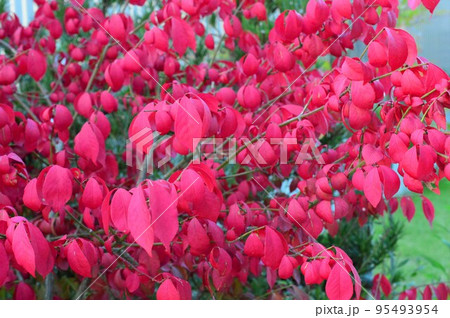 赤色に紅葉　ニシキギ（錦木）世界三大広葉樹 95493954