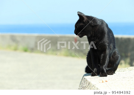 青空と黒猫 青空と黒猫 95494392