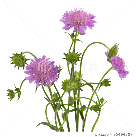 Field Scabious Flower isolated on white background. Knautia arvensis. Beautiful blooming bouquet. 95494507
