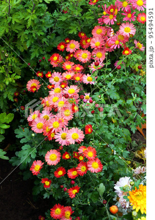 Red and Pink Flowers of Chrysanthemum Plant. Red and Pink Flowers of Chrysanthemum Plant. 95494591