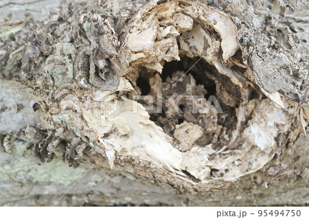 枯れた木の表面 95494750