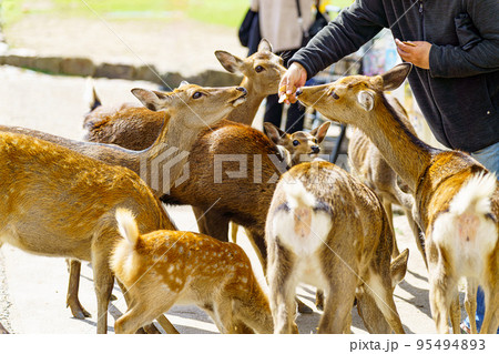 【奈良県】奈良公園の鹿 95494893