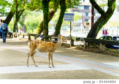 【奈良県】奈良公園の鹿 95494894