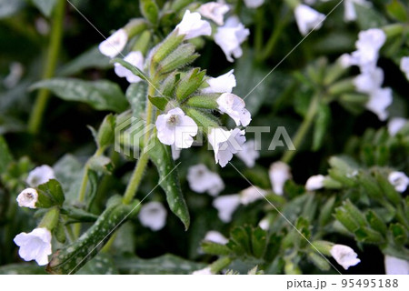 プルモナリア オフィシナリス シッシングハースホワイト 95495188