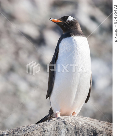 Gentoo Penguin, Neko harbour,Antartica Gentoo Penguin, Neko harbour,Antartica 95495472