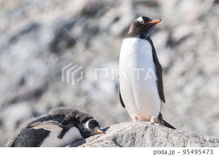 Gentoo Penguin, Neko harbour,Antartica Gentoo Penguin, Neko harbour,Antartica 95495473