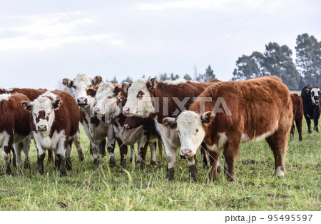 Cattle looking to the camera, Patagonia, Argentina Cattle looking to the camera, Patagonia, Argentina 95495597