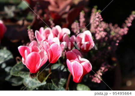 ガーデンシクラメンの花寄せ植え 95495664