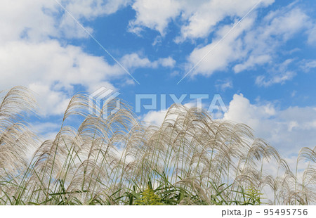 【秋イメージ】ススキと青空 【秋イメージ】ススキと青空 95495756