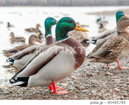 Male of mallard on the riverbank. Close-up, selective focus. Male of mallard on the riverbank. Close-up, selective focus. 95495795