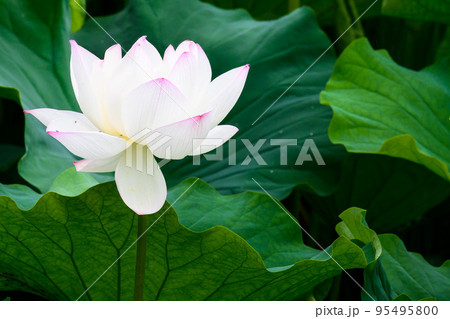 美しいハスの花「大蛇伝説の池 古代ハス」観光穴場 美しいハスの花「大蛇伝説の池 古代ハス」観光穴場 95495800