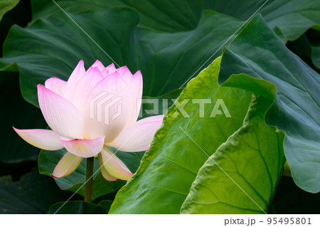 美しいハスの花「大蛇伝説の池　古代ハス」観光穴場 95495801