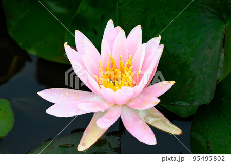 美しいハスの花「大蛇伝説の池 古代ハス」観光穴場 美しいハスの花「大蛇伝説の池 古代ハス」観光穴場 95495802