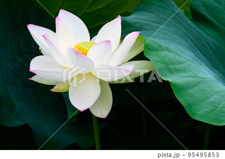 美しいハスの花「大蛇伝説の池　古代ハス」観光穴場 95495853